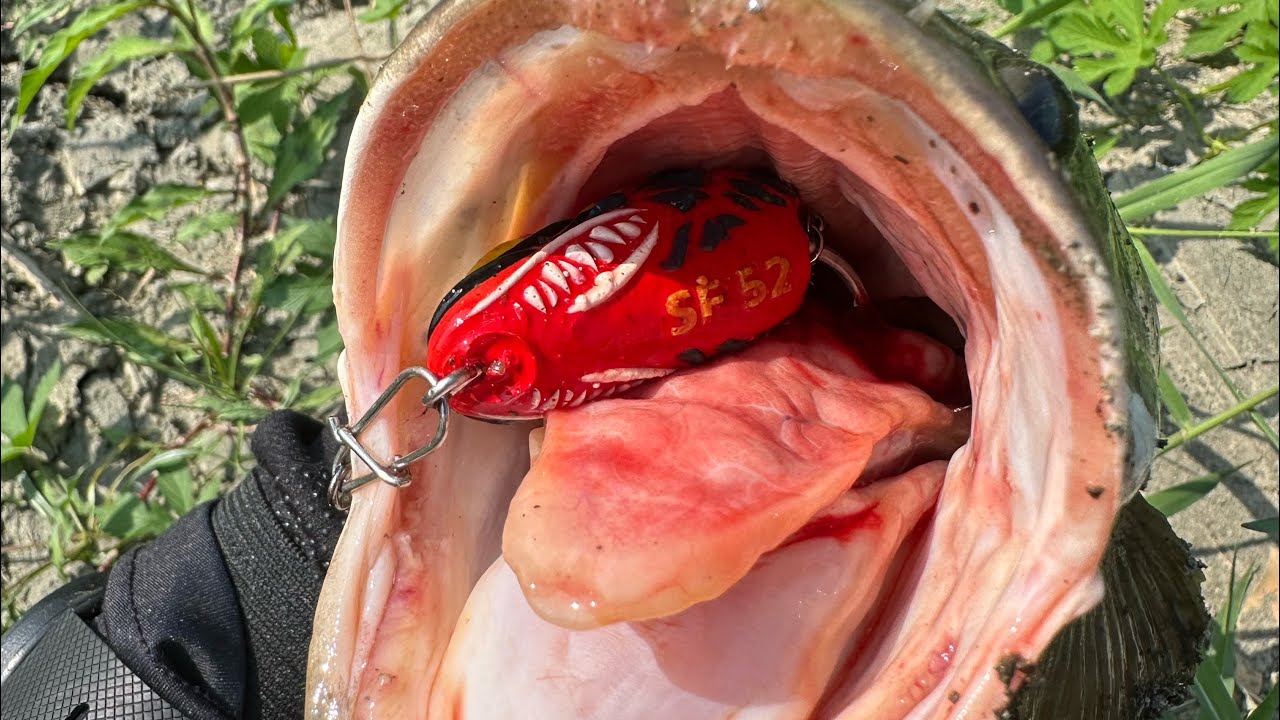  SFG ANGLER 52 PEMIKAT BABON2 GABUS GACOR ABIS🔥🔥🔥