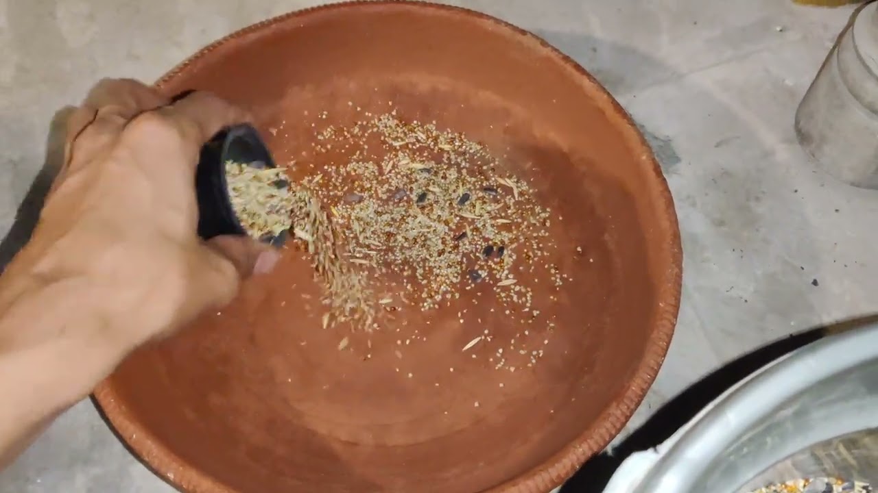 DAY 84 🦜 23 RAMADAN 😍#birds 👉@ansarak7747 #lovebirds #parrot #minivlog #foryou #pets #ramadan 