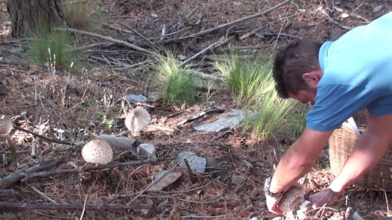 Macrolepiotas Procera. 