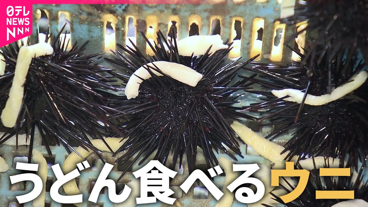 【うどんウニ】増えすぎたウニに讃岐うどんをあげてみたら&hellip; 漁場再生と食品ロス解決の取り組み　香川　NNNセレクション