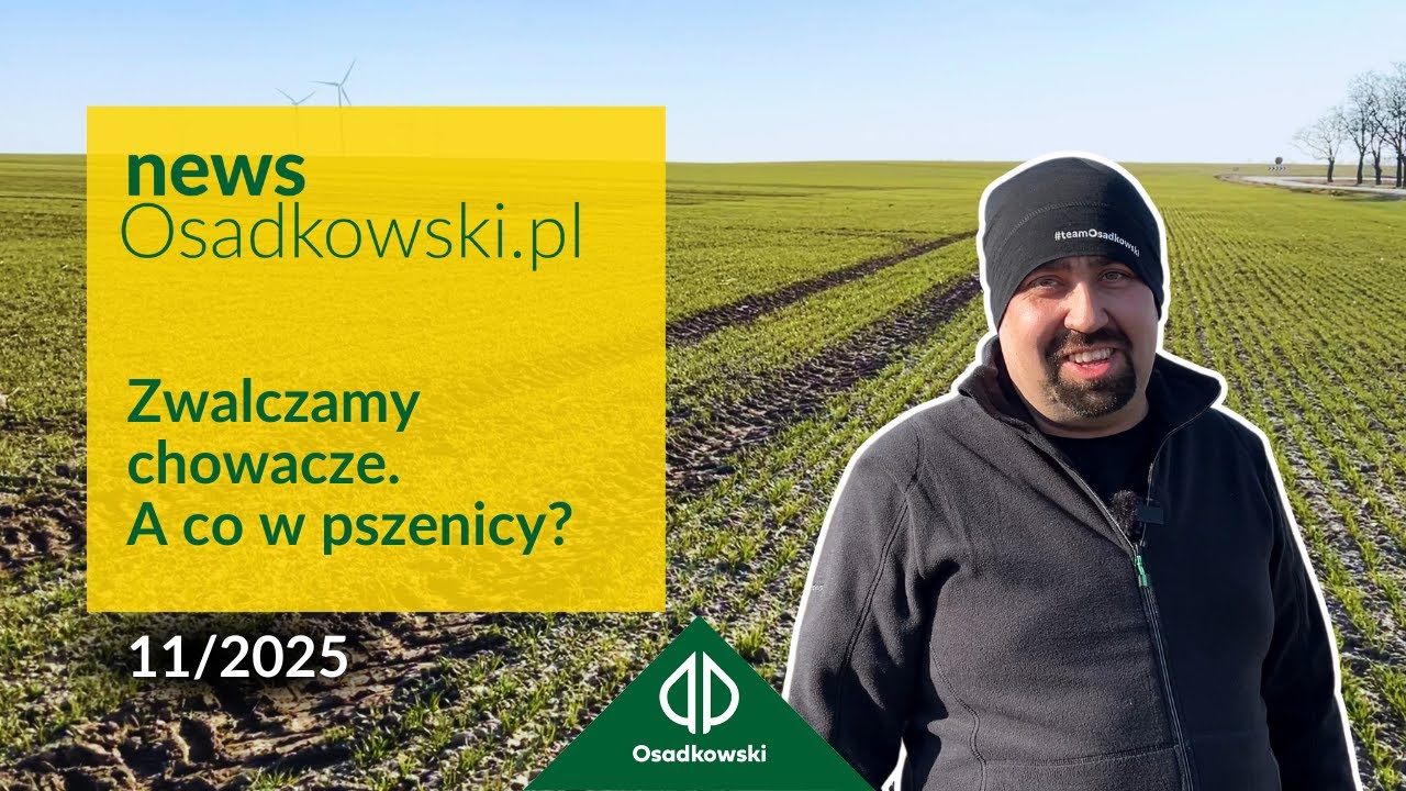 Chowacz, zabiegi czyszczące, stan plantacji. Bieżąca sytuacja na polach