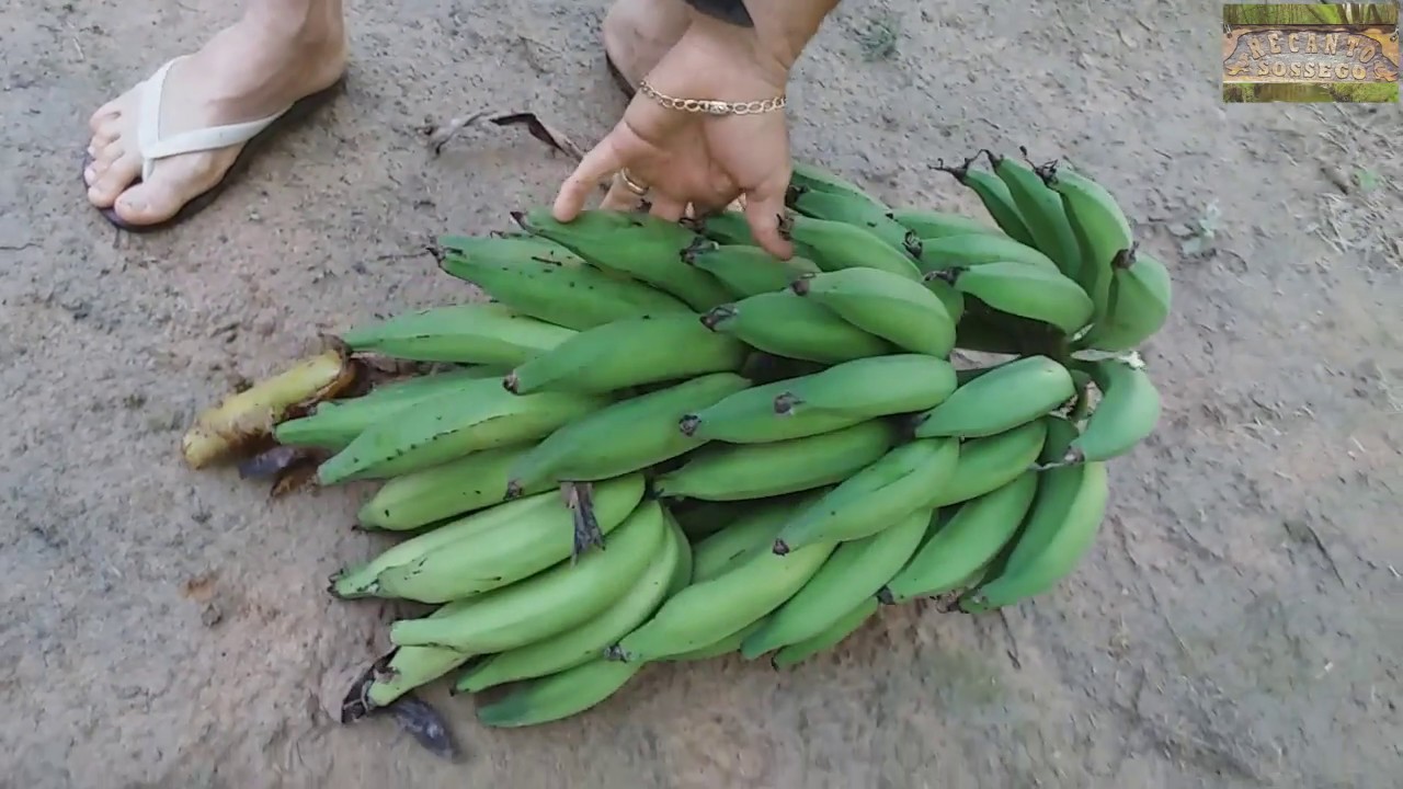 MOLHO DE PIMENTA CASEIRO & COLHEITA DE BANANA - VIDA NA ROÇA - COISAS DA ROÇA - NATUREZA