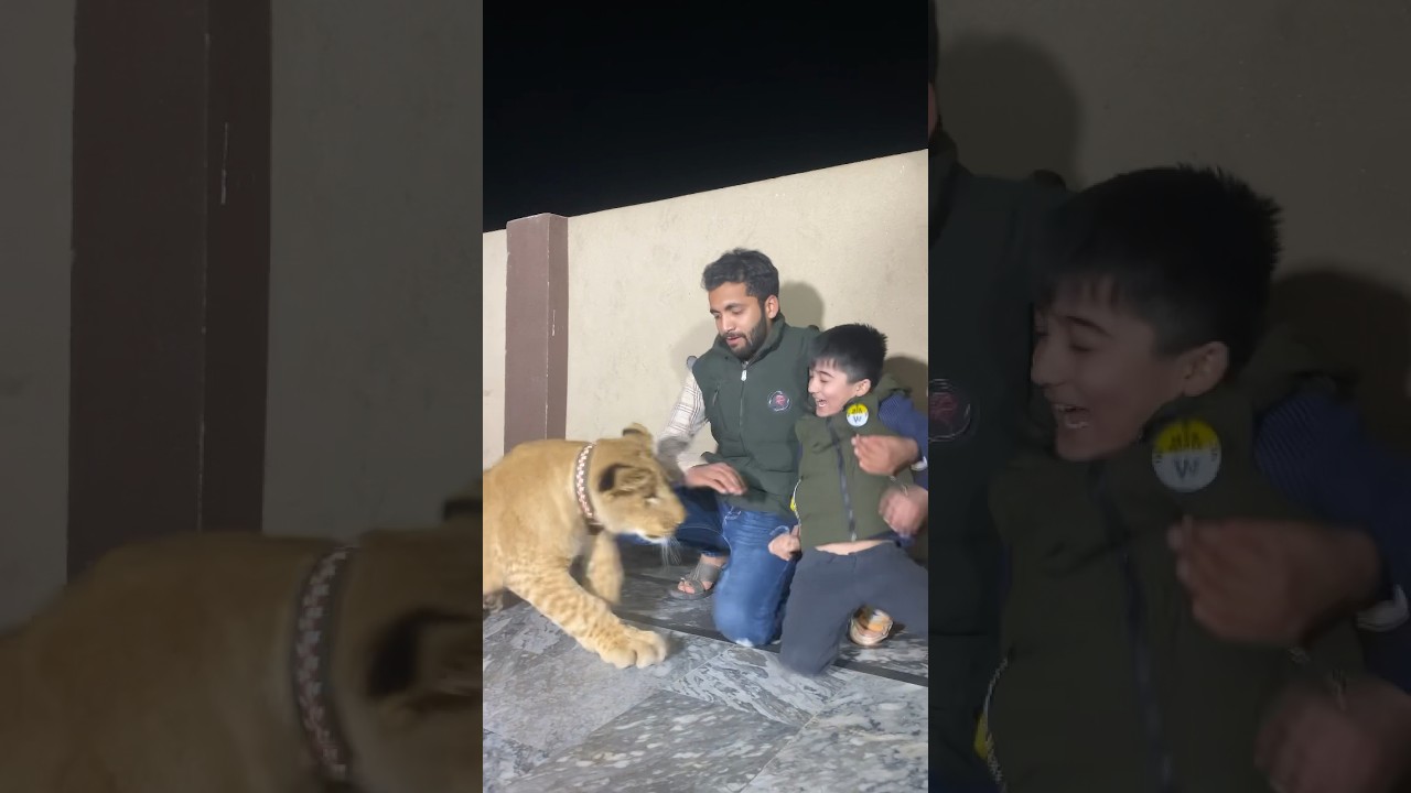 Naughty kid playing with little lion 🦁😂😵😵😳😱🦁🦁Funny moment🤣 #angry #lion #tiger #hungrylion