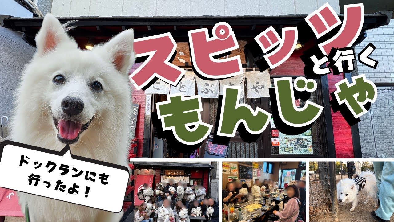 【月島】日本スピッツと行くもんじゃ！【15頭！？】