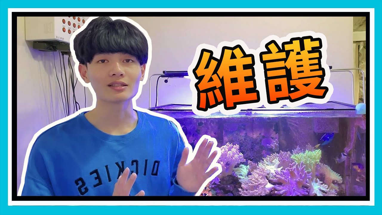我平常是如何維護海水缸的?【阿宅 X Dane's Aquarium】