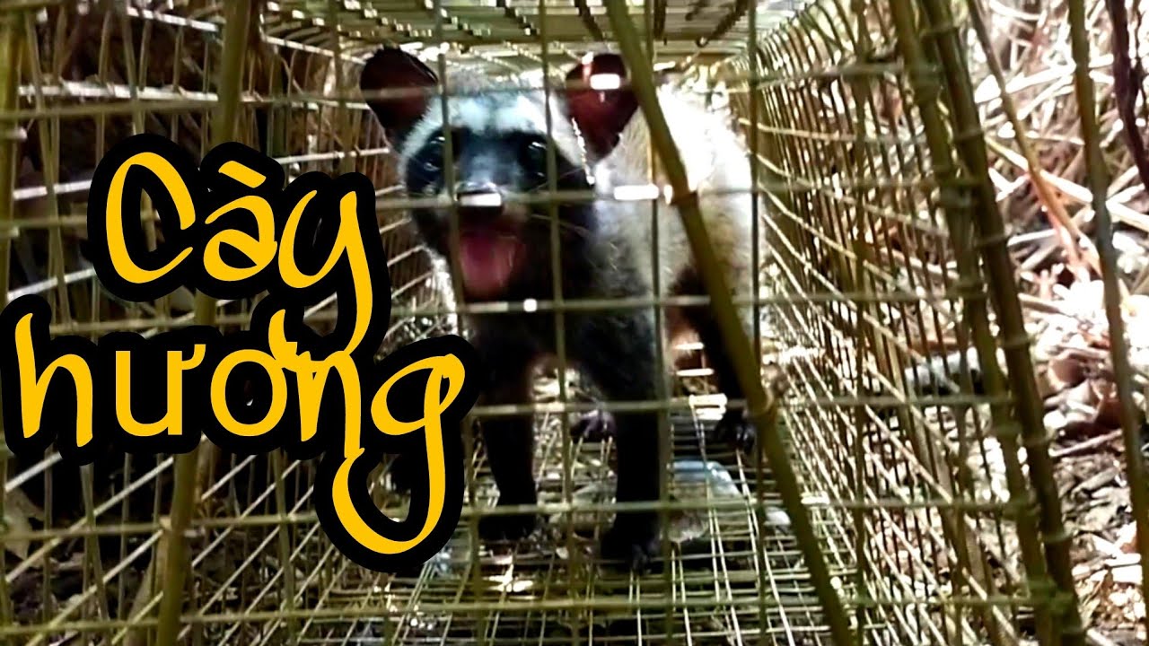 ⭐128: Thăm bẫy chồn dính Chồn Hương  | Thanh Võ Bẫy Lồng