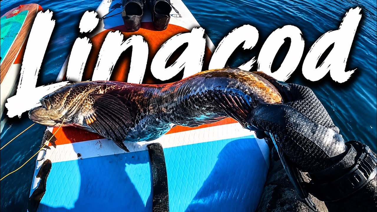Spearfishing Rockfish, and Lingcod Monterey California | 4k