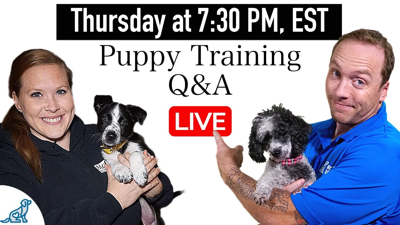 Every Successful Puppy Training Plan Follows THESE 5 Rules!