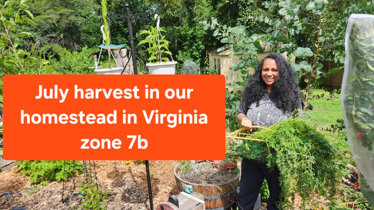 July harvest from our backyard in Virginia zone 7b 