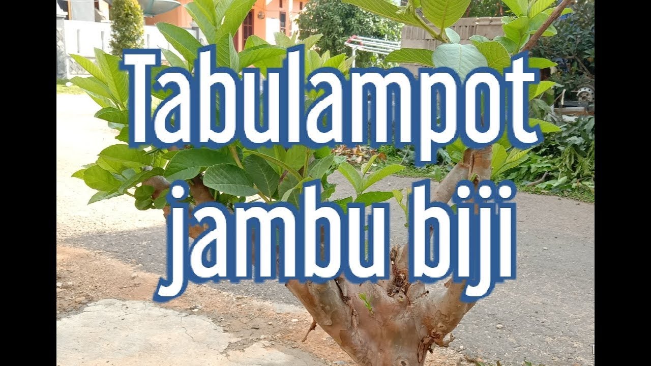 Tabulampot jambu biji