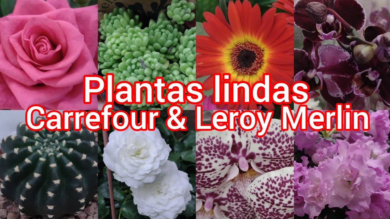 Plantas no Carrefour e Leroy Merlin!#viralyoutubevideo #plantas #viral #flores #casa #jardim#amigos