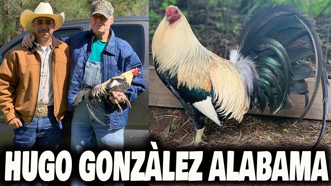 Hugo Gonzalez ALABAMA FARM | Beautiful Birds Big Farm in USA