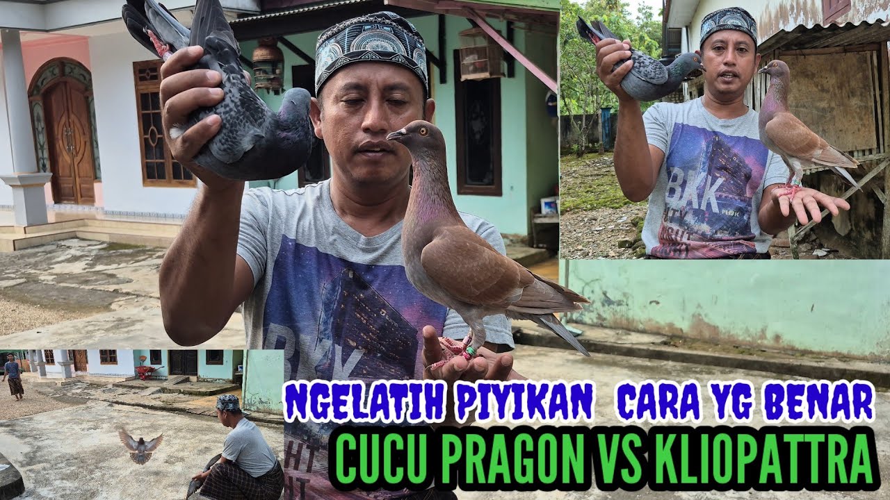 Tutoreal cara ngelatih piyikan cara yg benar10 Mar 2026