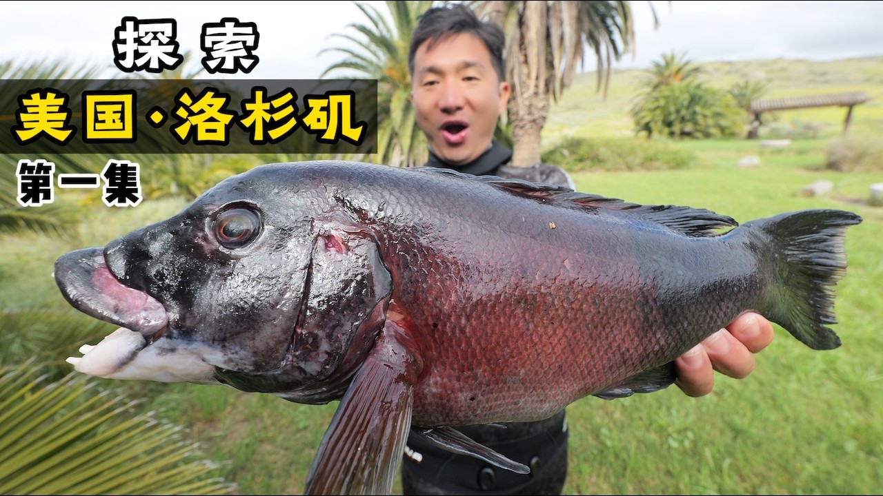 探索美国第一集·洛杉矶：潜水被困巨藻林/大龙虾无处不在/鲍鱼比脸还大/解锁加州羊头鱼！#加州 #抓龙虾 #赶海 #catalina island #加州羊头鱼 #加州龙虾