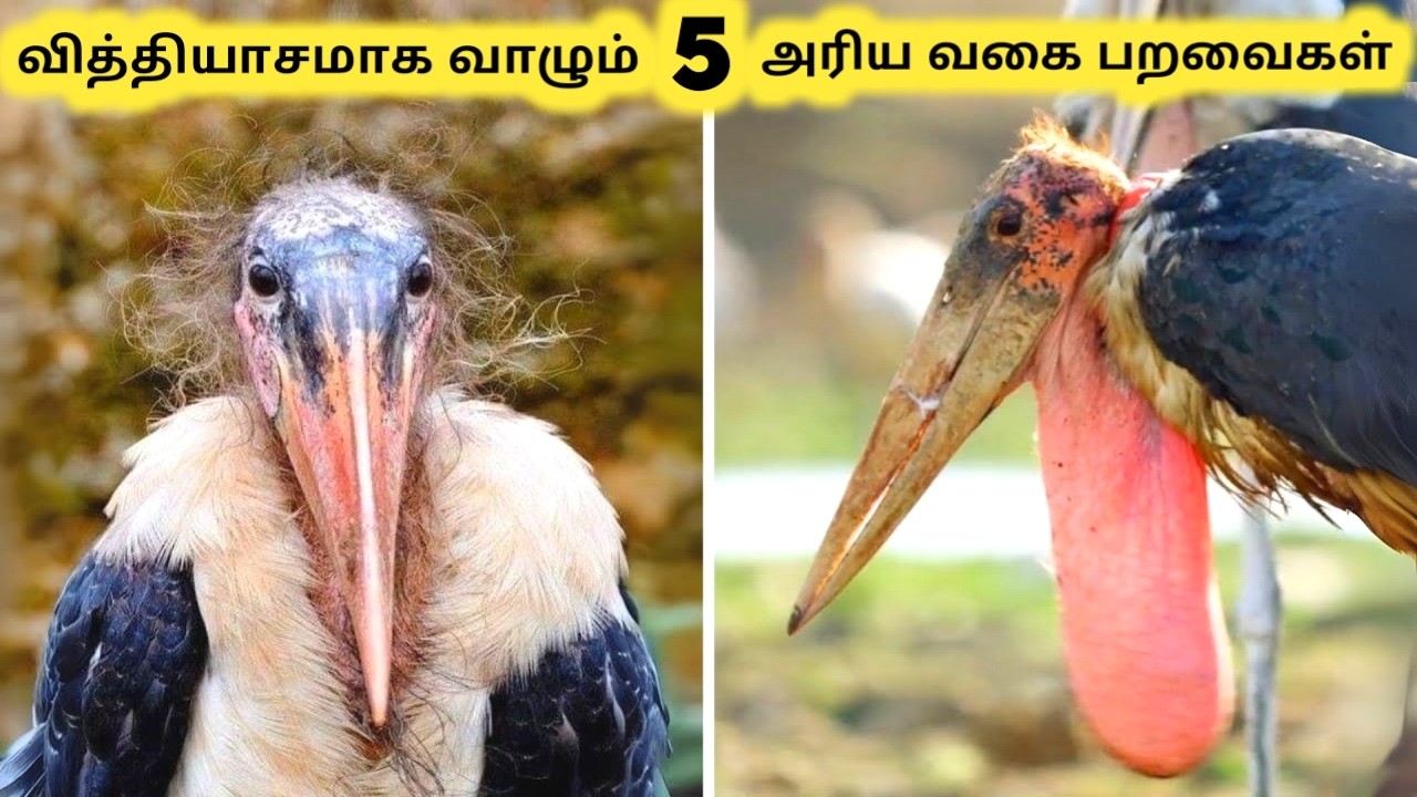 உலகின் அரிய பறவைகள் || Five Incredible Birds You Must See || Tamil Info Share