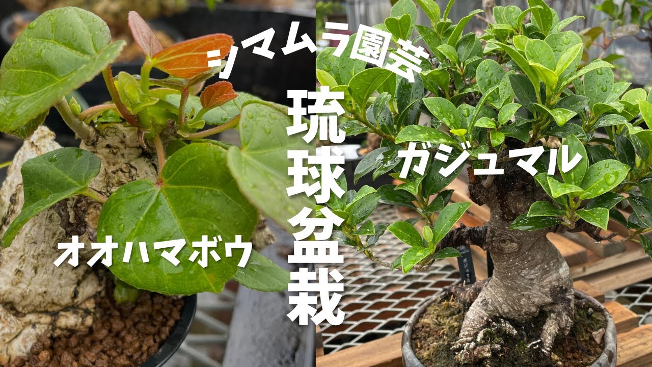 【シマムラ園芸】オオハマボウ&ガジュマルのRYUKYU BONSAIを見に行く！