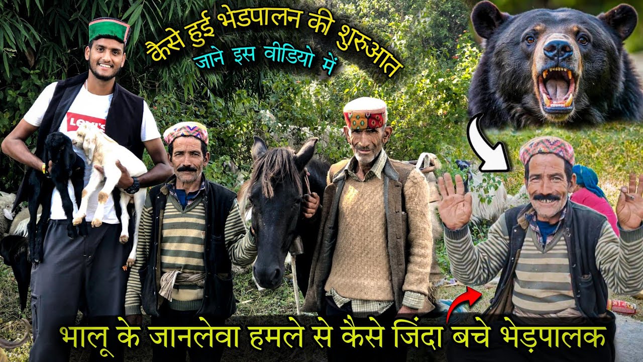 भालू के जानलेवा हमले से कैसे जिंदा बचे भेड़पालक/कैसे हुई भेड़पालन की शुरुआत/GADDI SHEPHERD LIF#gaddi