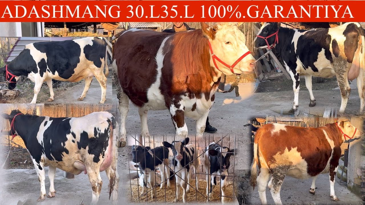 ✊100. 🥛. SUTIGA JAVOB.😳KELIB TEKSHRIB OLING ROSSIYSKIY SIMMENTAL ONA BOLA SGIRLAR DAXSHAT🏃