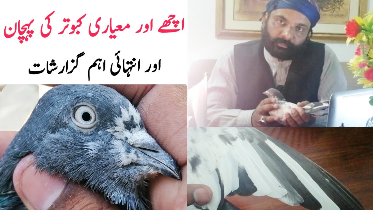 Achay Kabootar ki Pehchan | Kabootar ki Parakh | Nasli Kabootar ki Pehchan