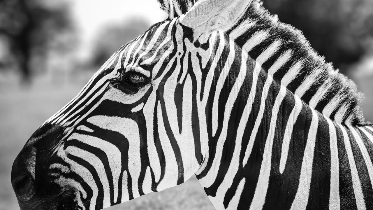 Black and white photography DIGITAL ART Screensaver - Wallpaper slideshow Zebra  wildlife NO MUSIC 