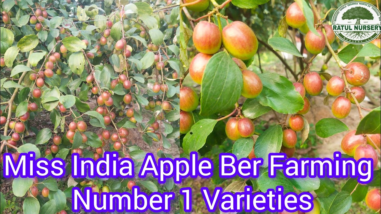 Miss india apple ber farming in india most popular varieties | Contact. 7432861939