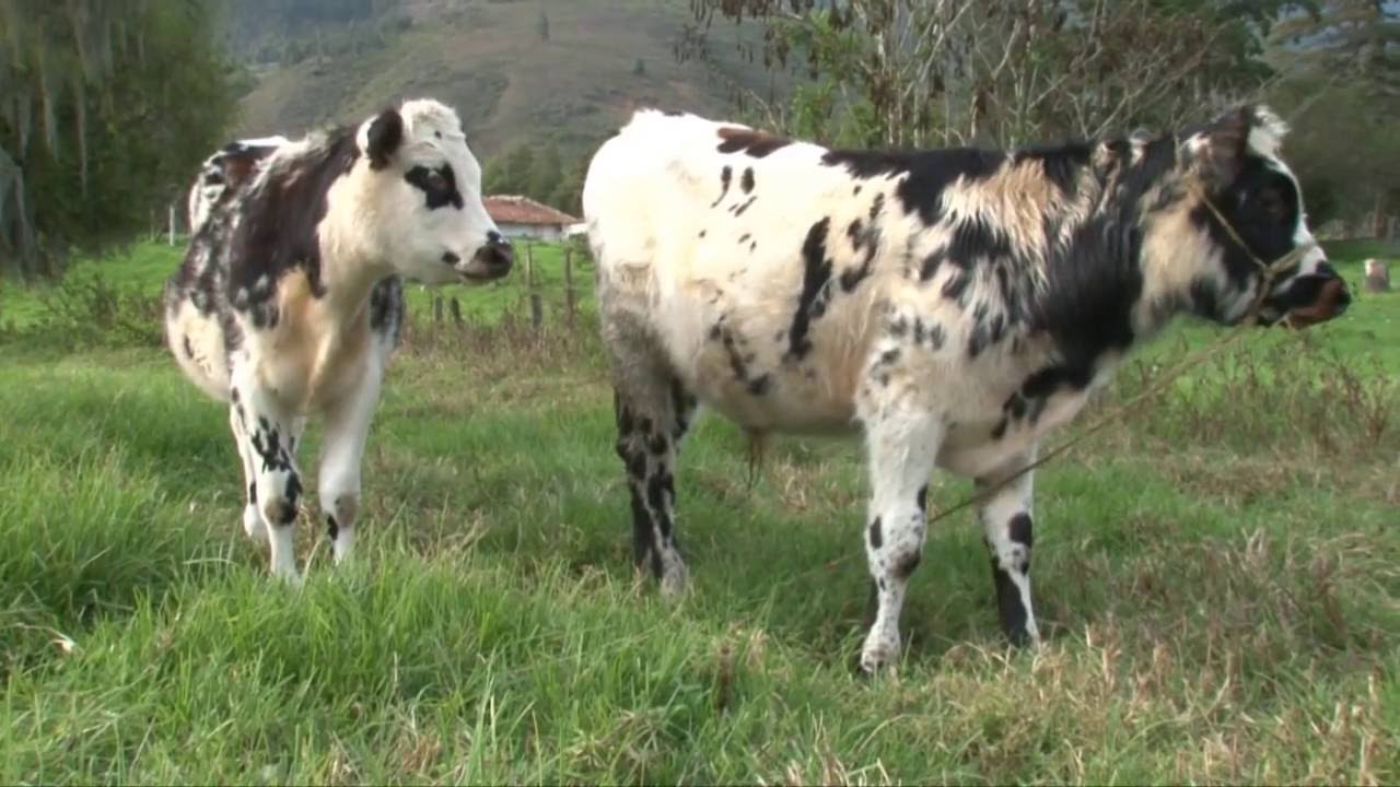 EMPRESARIOS DEL CAMPO ASONORMANDO FLORESTA - BOYACA 22/11/2014