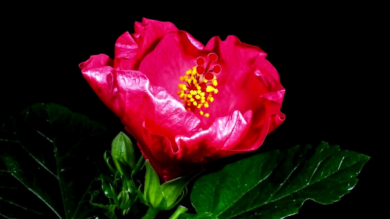 Flores Abriendose... ¿Y si meditaramos con la belleza de la Naturaleza?