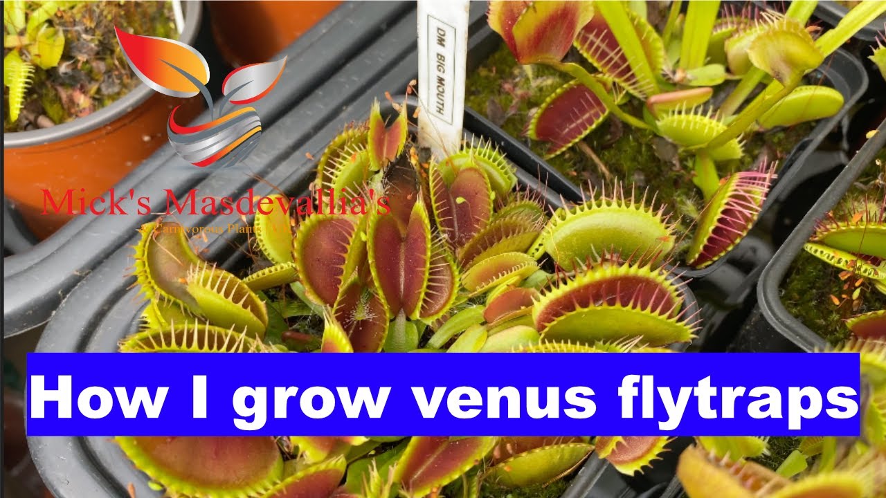 Venus flytrap greenhouse tour with care guide (120)