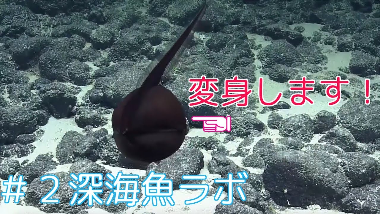【動画付き】大変身するフクロウナギがカッコいい！｜＃２深海魚ラボ