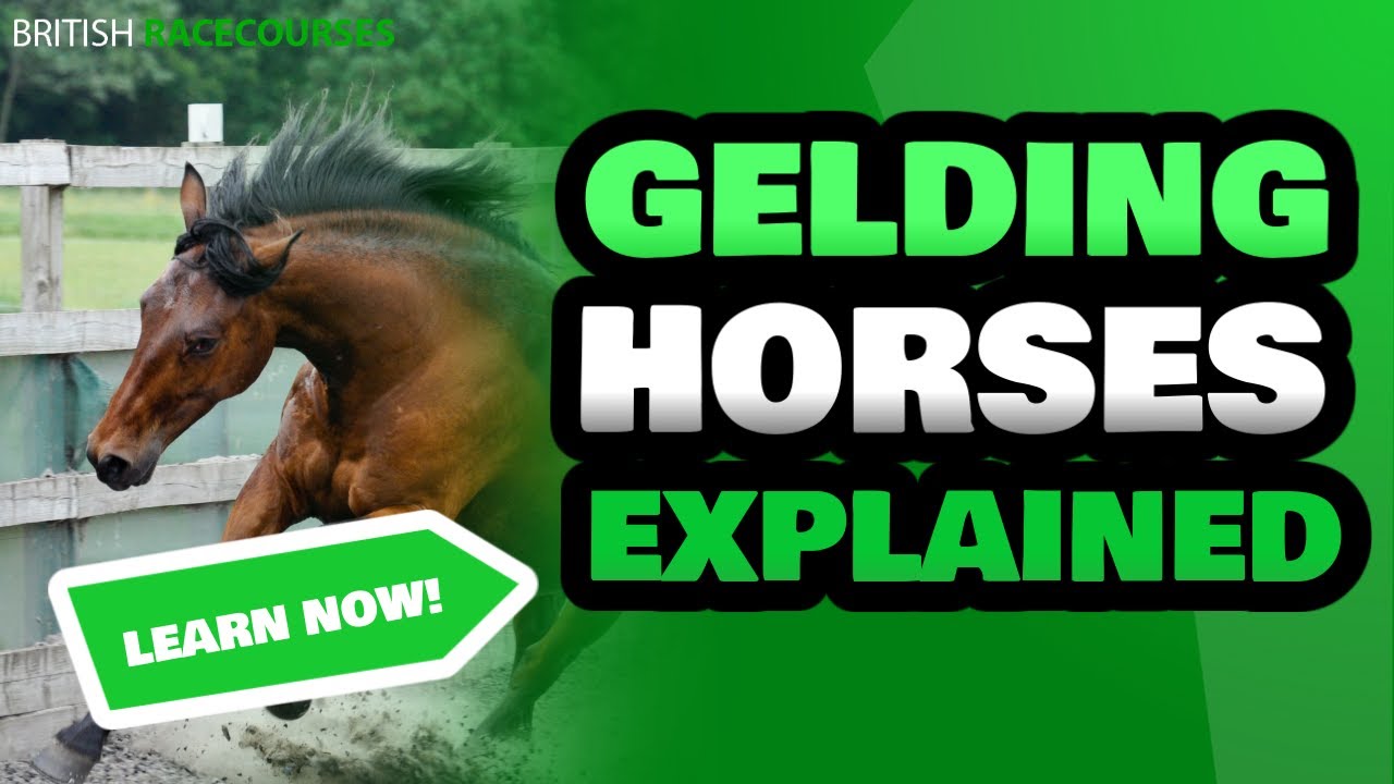 Gelding Horse | Gelded Horses Running Today | Why Do They Geld Racehorses
