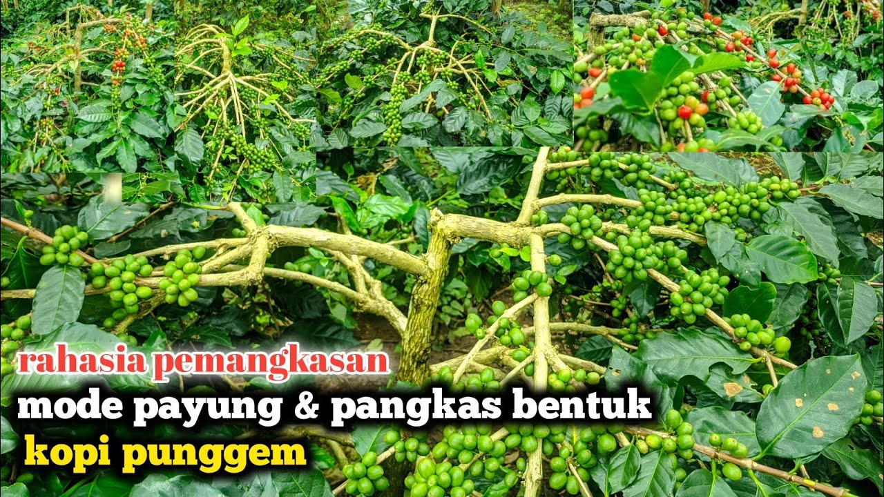 PERBEDAAN ANTARA MODE PANGKAS BENTUK & PAYUNG