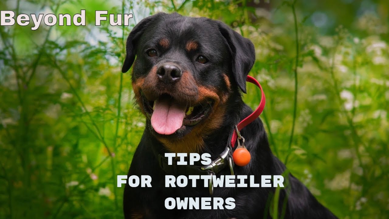 How to Take Care of Rottweiler-What the Rottweiler Owner Should Do