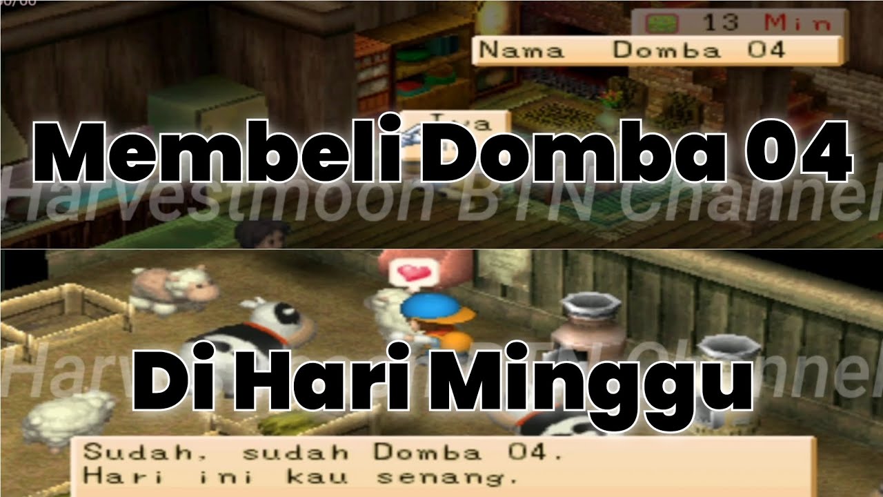 Domba Ke Empat Di Minggu Kedua - Harvestmoon Back To Nature.