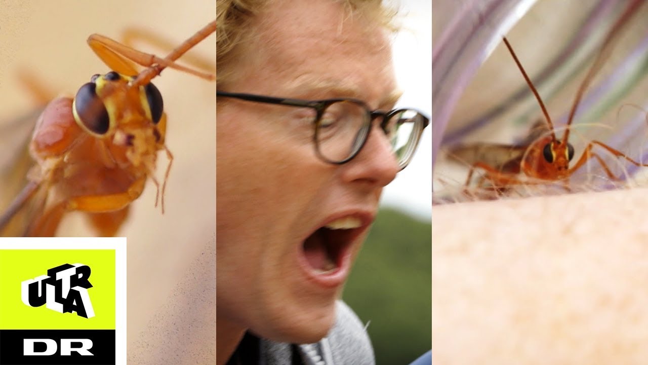 STUKKET AF SNYLTER | Bidt, brændt og stukket | Ultra