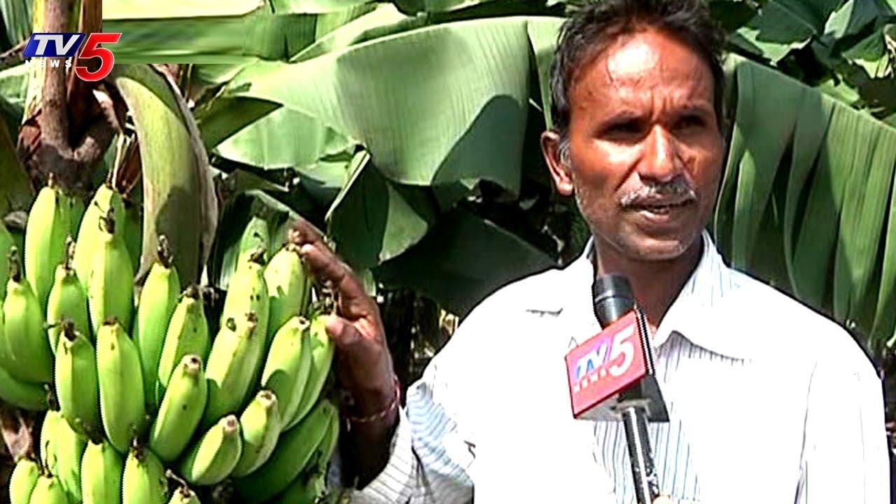 Farmers Happy In Green Banana Farming | Annapurna | TV5 News