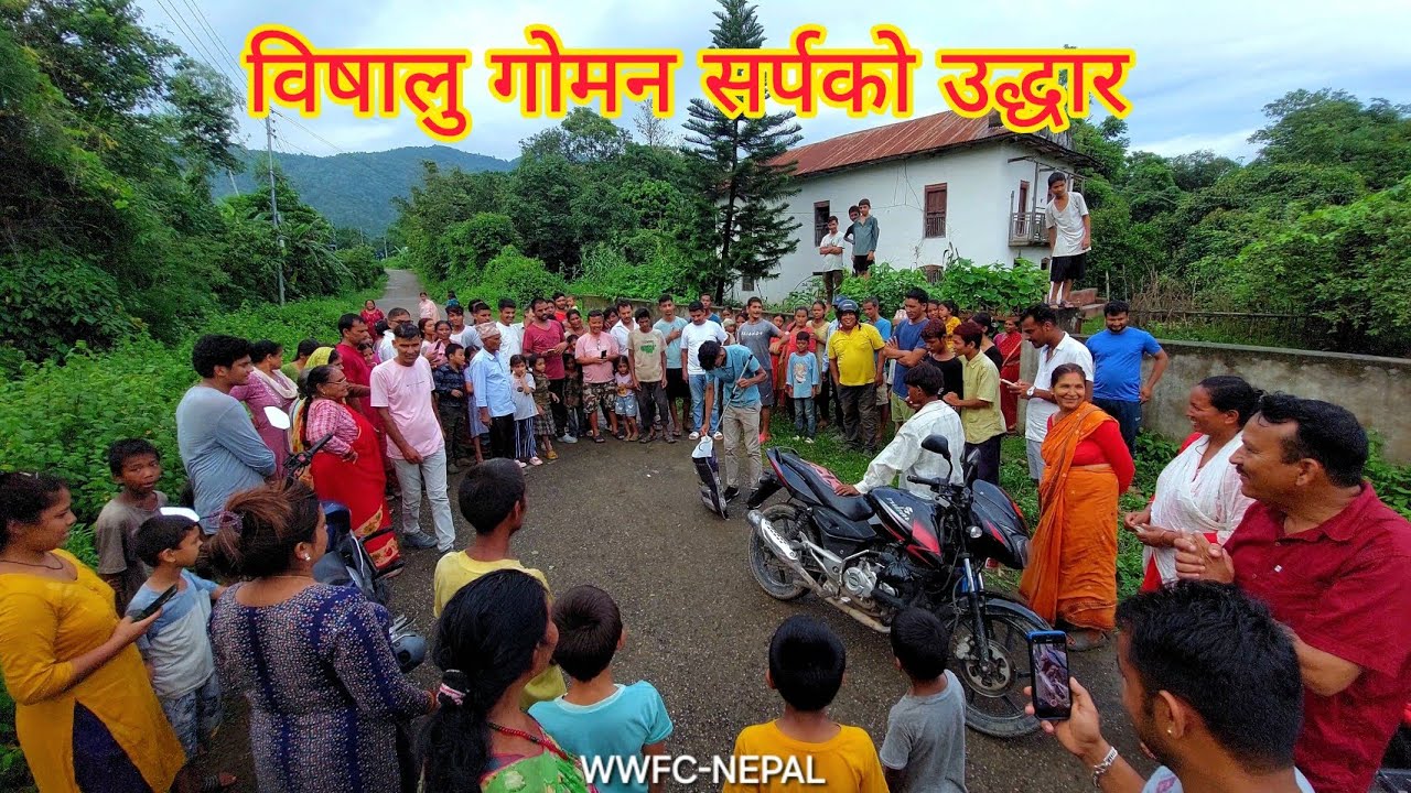 Cobra snake rescue operation at Ghorahi Dang 🇳🇵