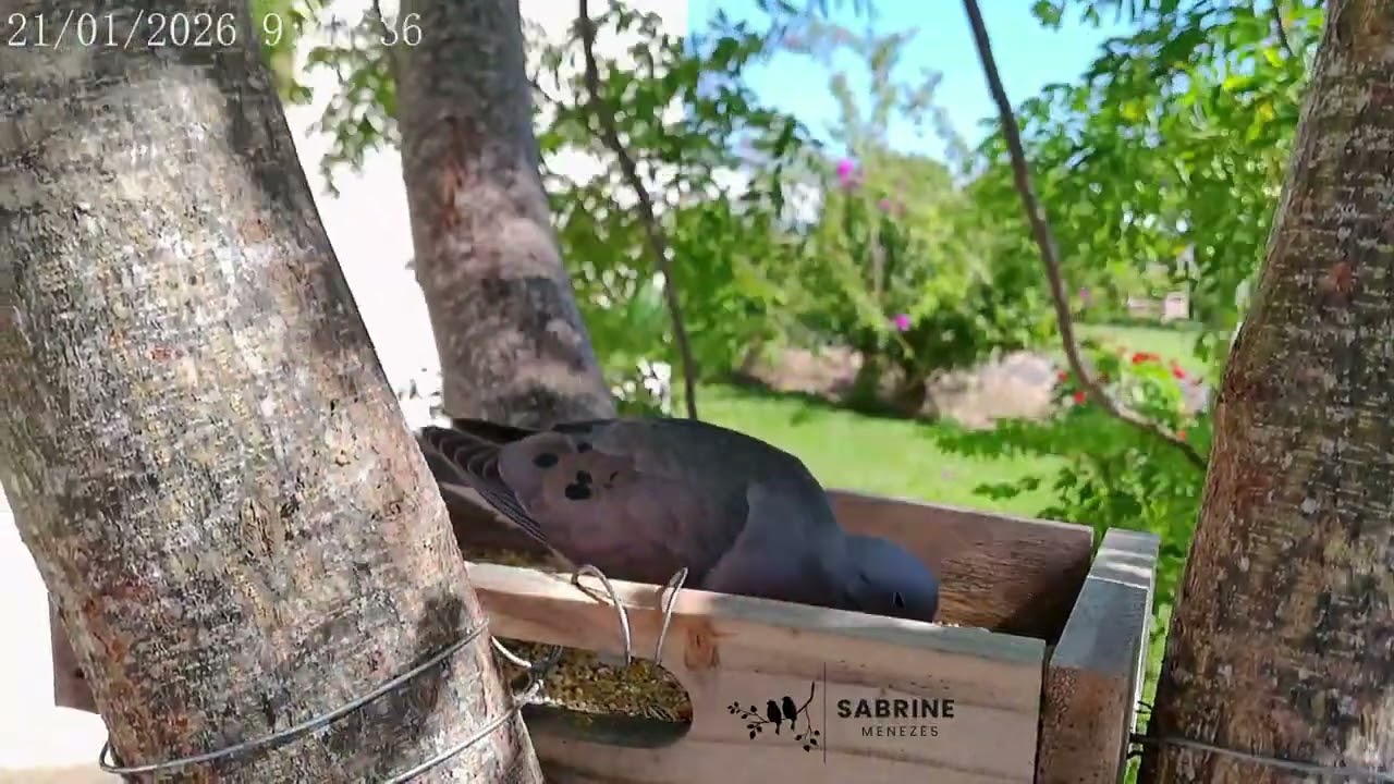 Avoante - Eared Dove