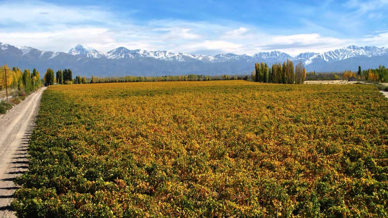 Catena Zapata Wines