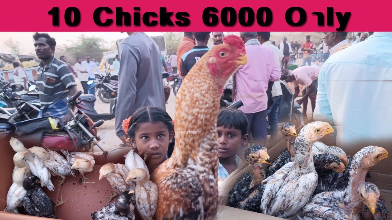 10 கோழிகுஞ்சிகள் 6000 மட்டுமே..!! வெள்ளிக்கிழமை கோழி சந்தை #chicken #gkbrothers #trending
