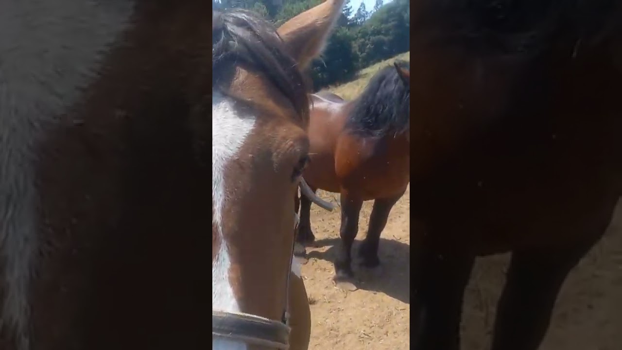 caballo & yeguas