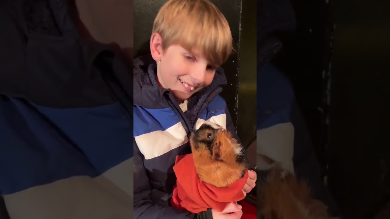 Celebrate Christmas at Pennywell Farm: A Magical Family Experience 🎅✨