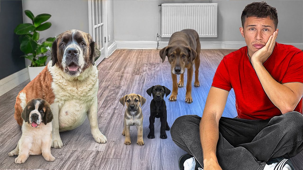 These Rescue Dogs were Impossible to Save… But we didn’t give up 