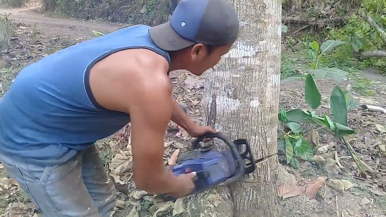 tumbangkan waru super pakai maestro cilik