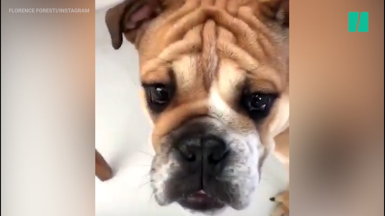 Sur Instagram, Florence Foresti se lance dans un sketch hilarant avec son nouveau chien