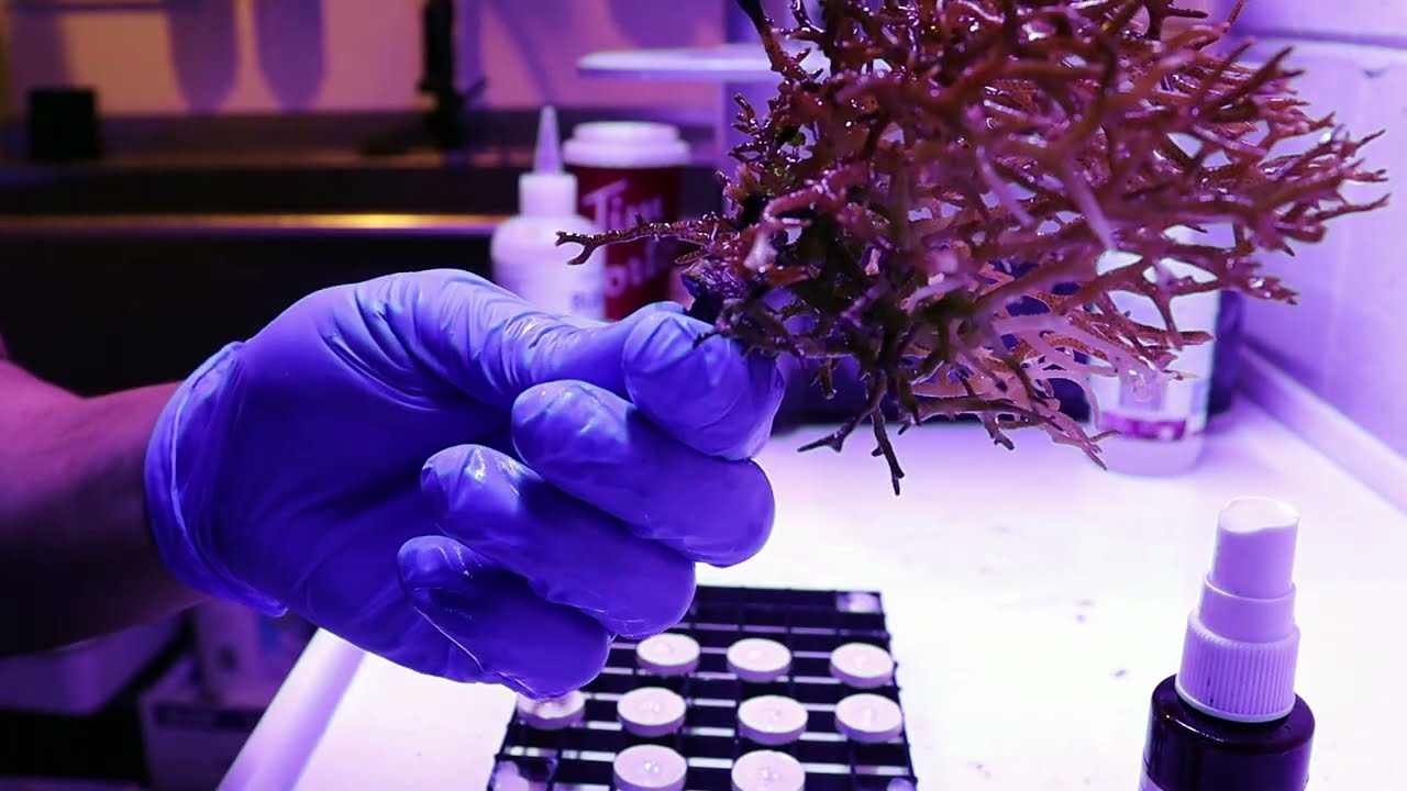 How To Frag Hard Corals : Making Birdsnest Frags