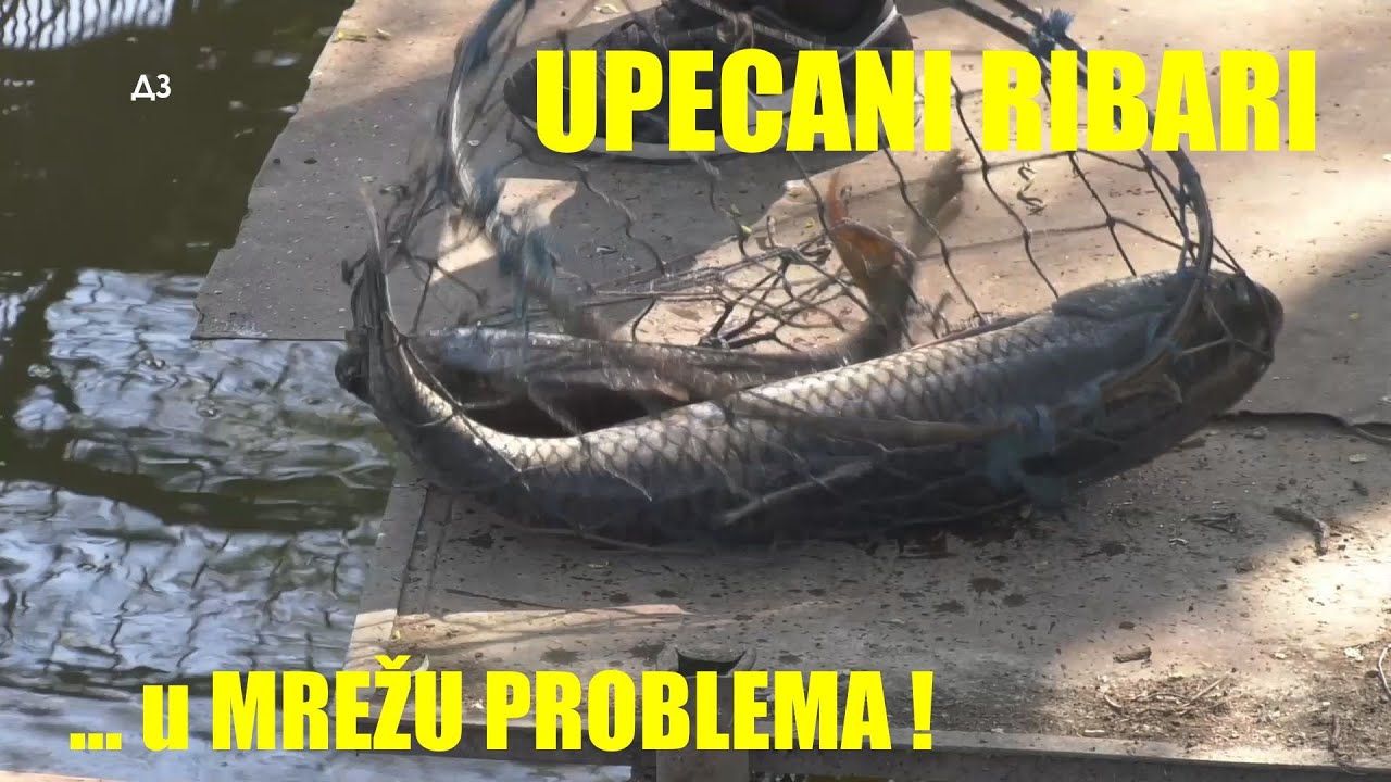 ŠARANSKI RIBNJACI U BANATU - zašto se pravi novo udruženje RIBARA SRBIJE - gde je domaća riba ??!
