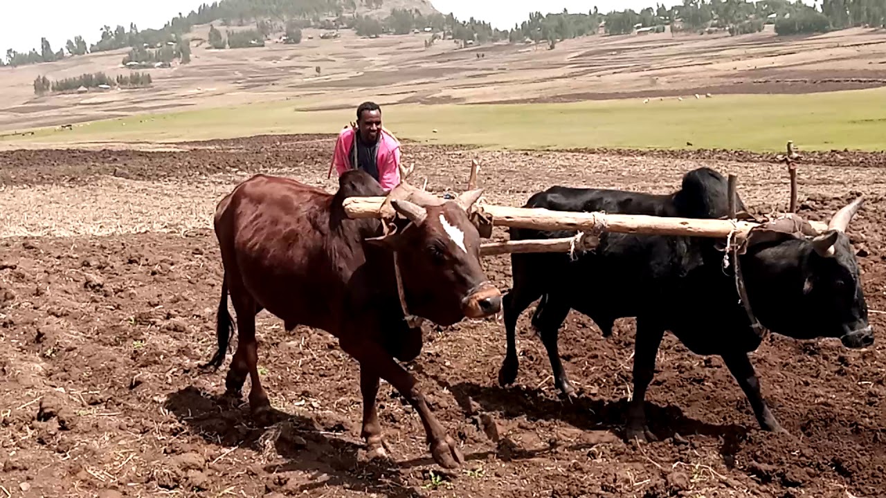 እርሻ