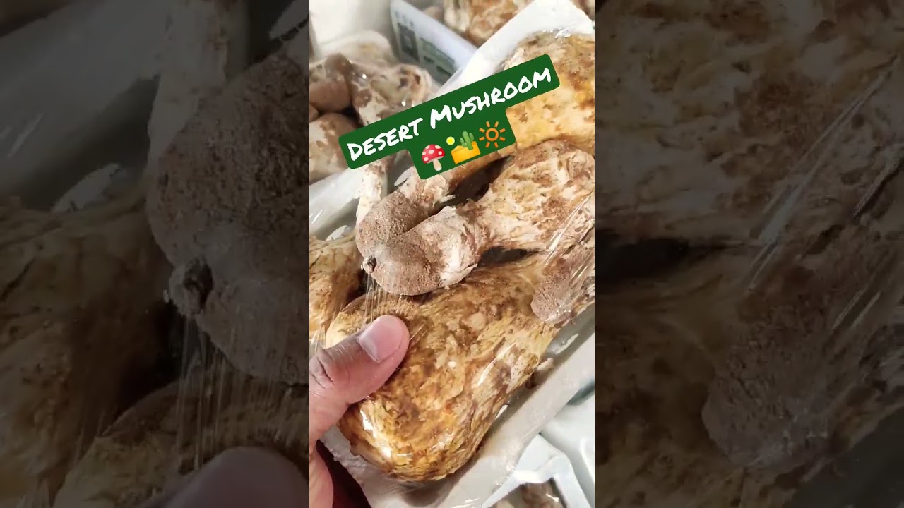 Desert Mushroom 🍄🏜️🔆 #shorts #mushroom #shortsfood
