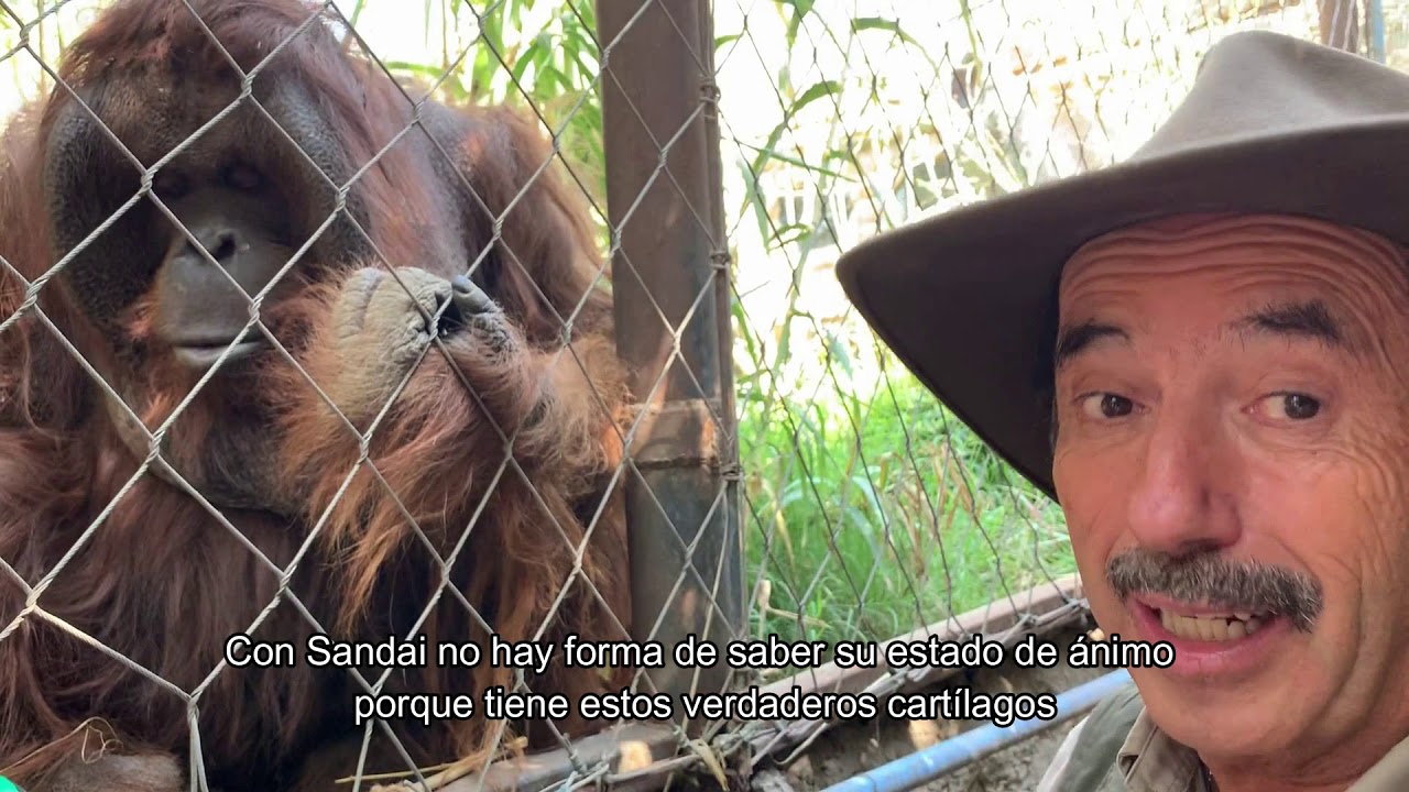 BUIN ZOO TE ACOMPAÑA EN CASA (Huevitos de pascua Sandai)