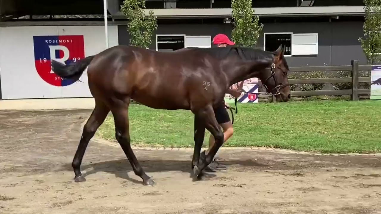 Lot - 259 Russian Camelot Colt